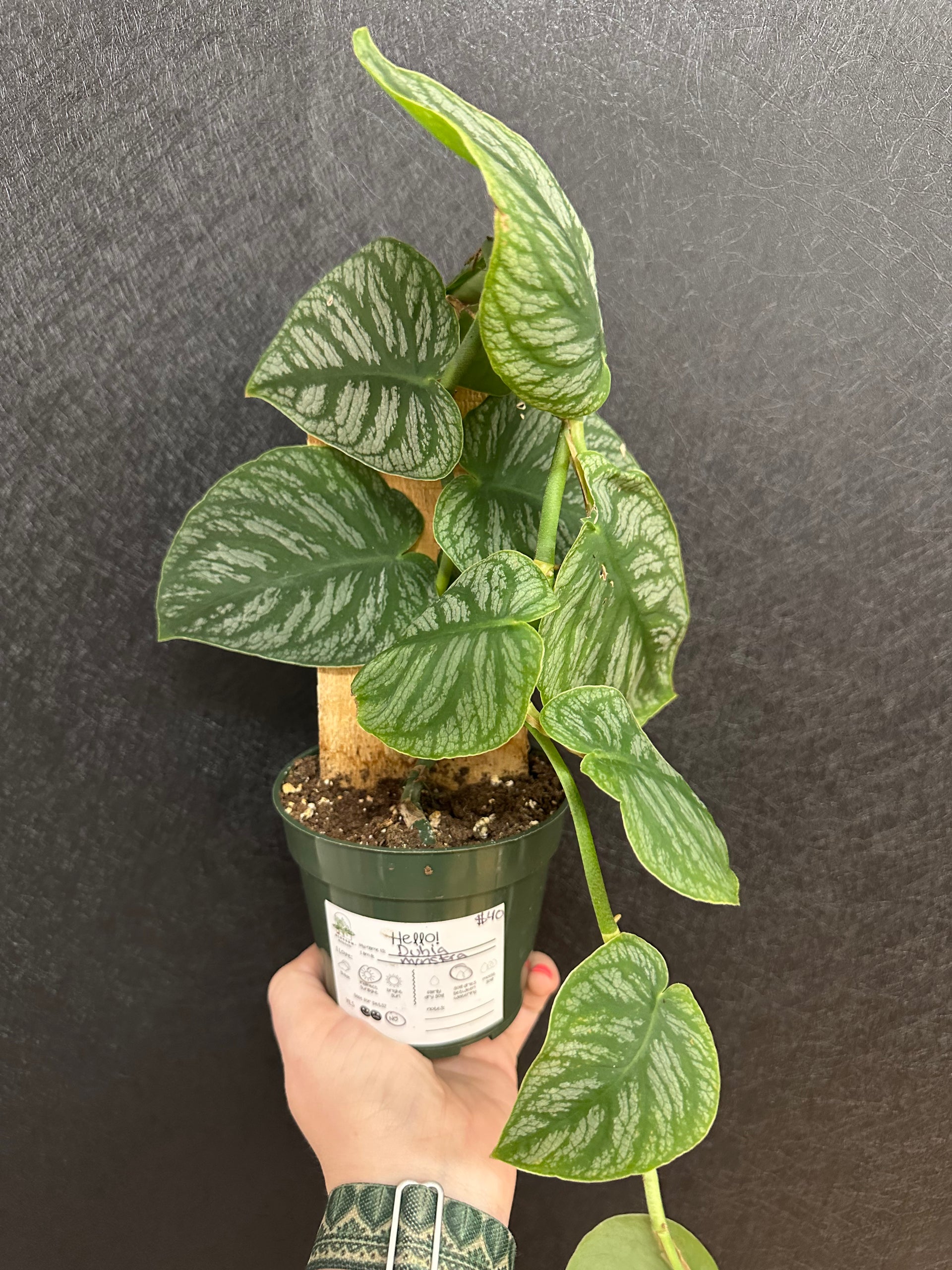 monstera dubai Monstera Dubai 4in