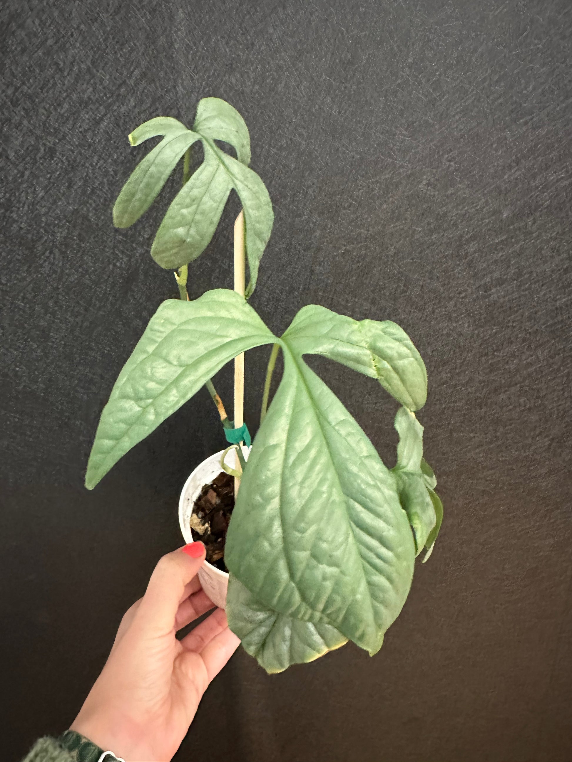 spiderman monstera Spider Man Amydrium Monstera 4in – Blossom + Branch Houseplants