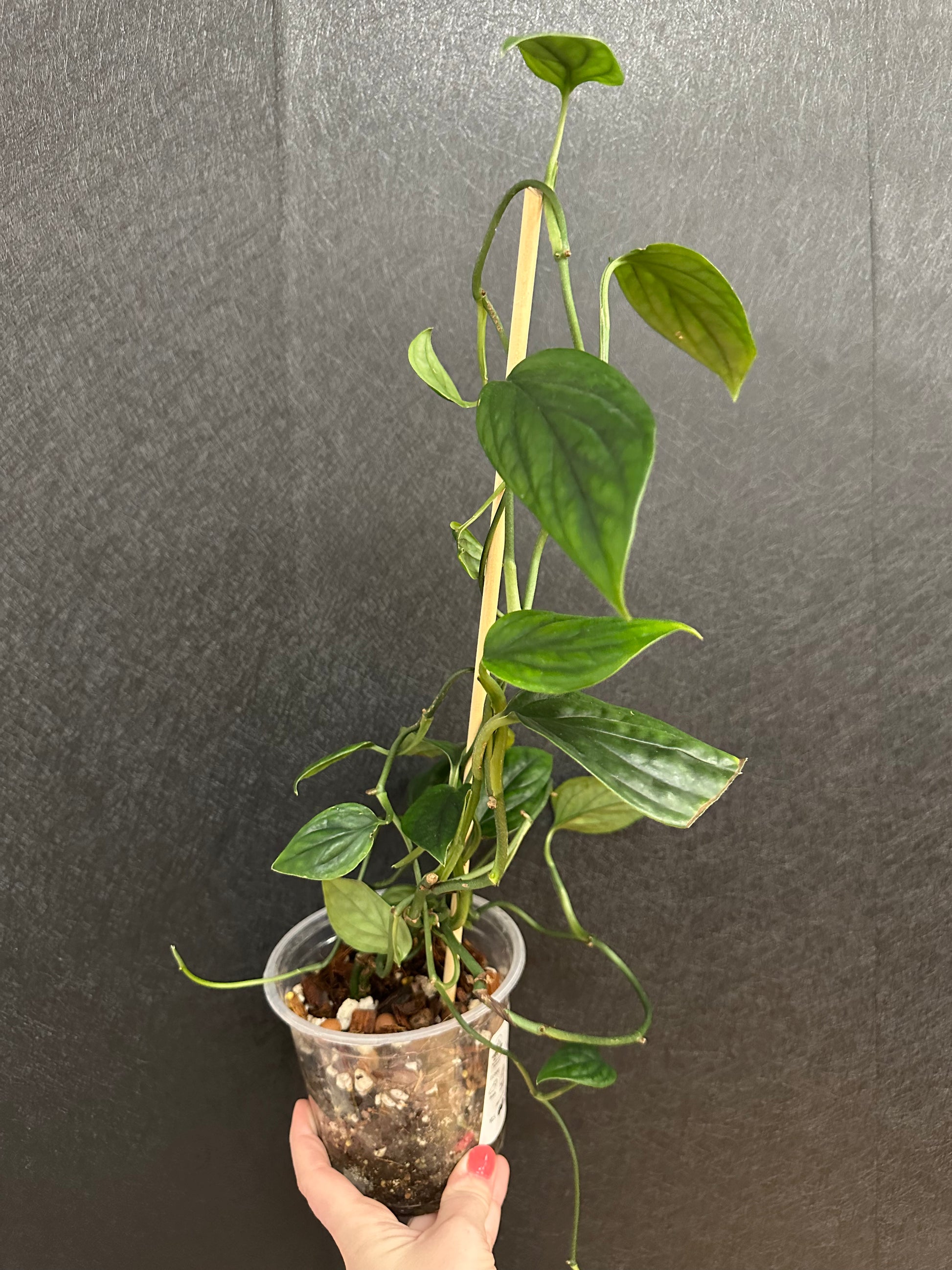 monstera pothos plant MONSTERA AUREOPINNATA 'SNAKE' 4in – Blossom + Branch Houseplants
