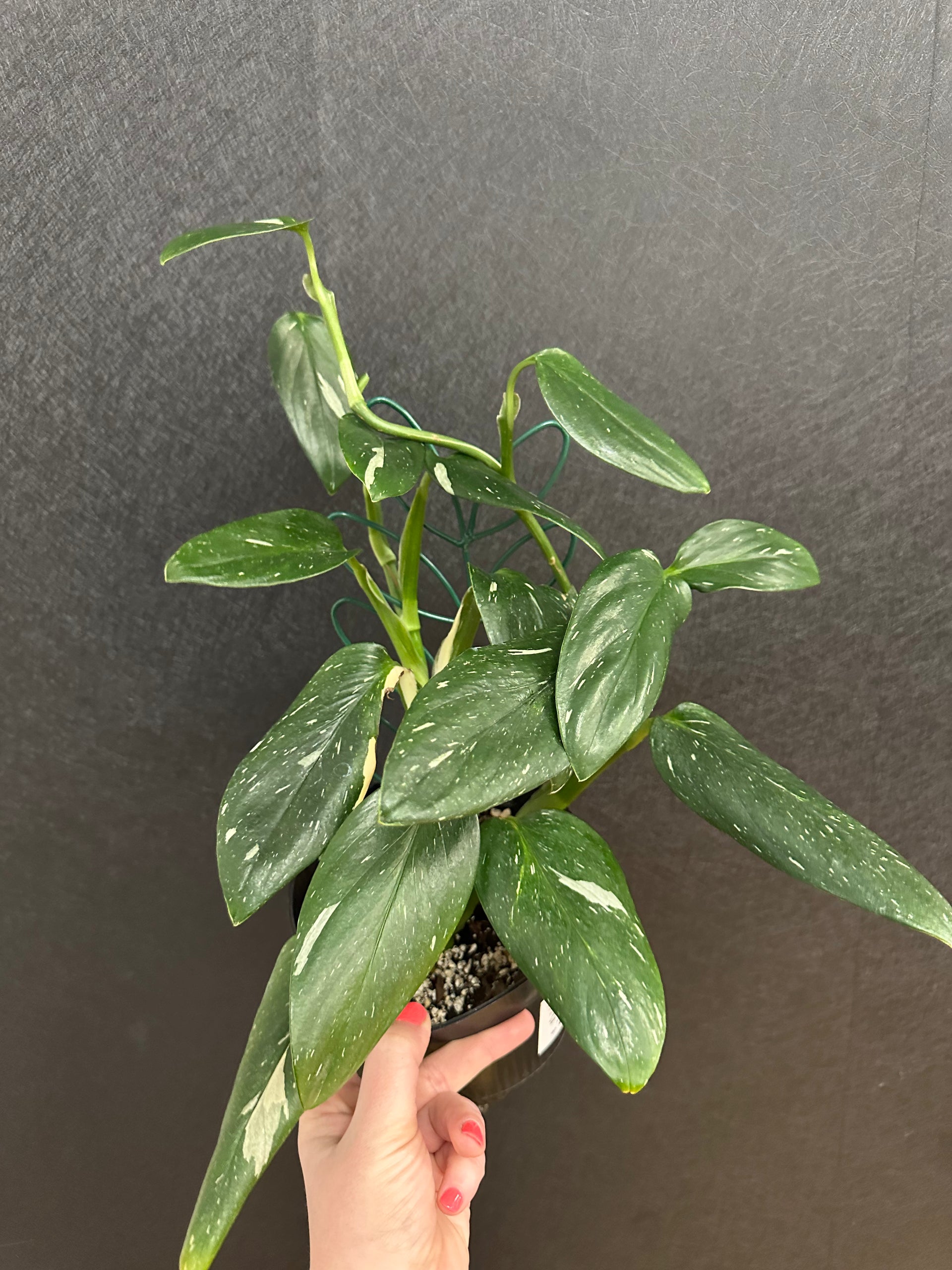 monstera standleyana large Monstera Standleyana Albo 4in – Blossom + Branch Houseplants