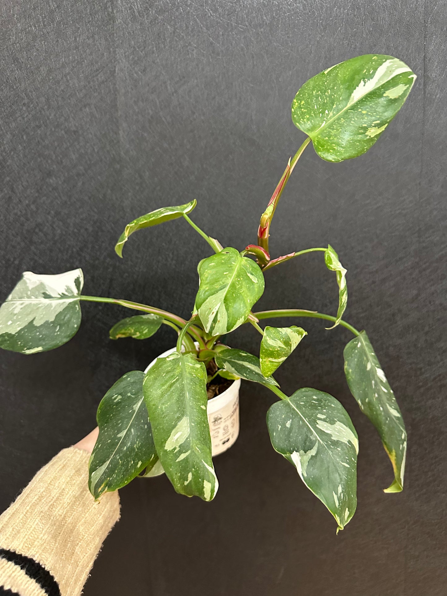 White Princess Marble Galaxy 4in Philodendron- large