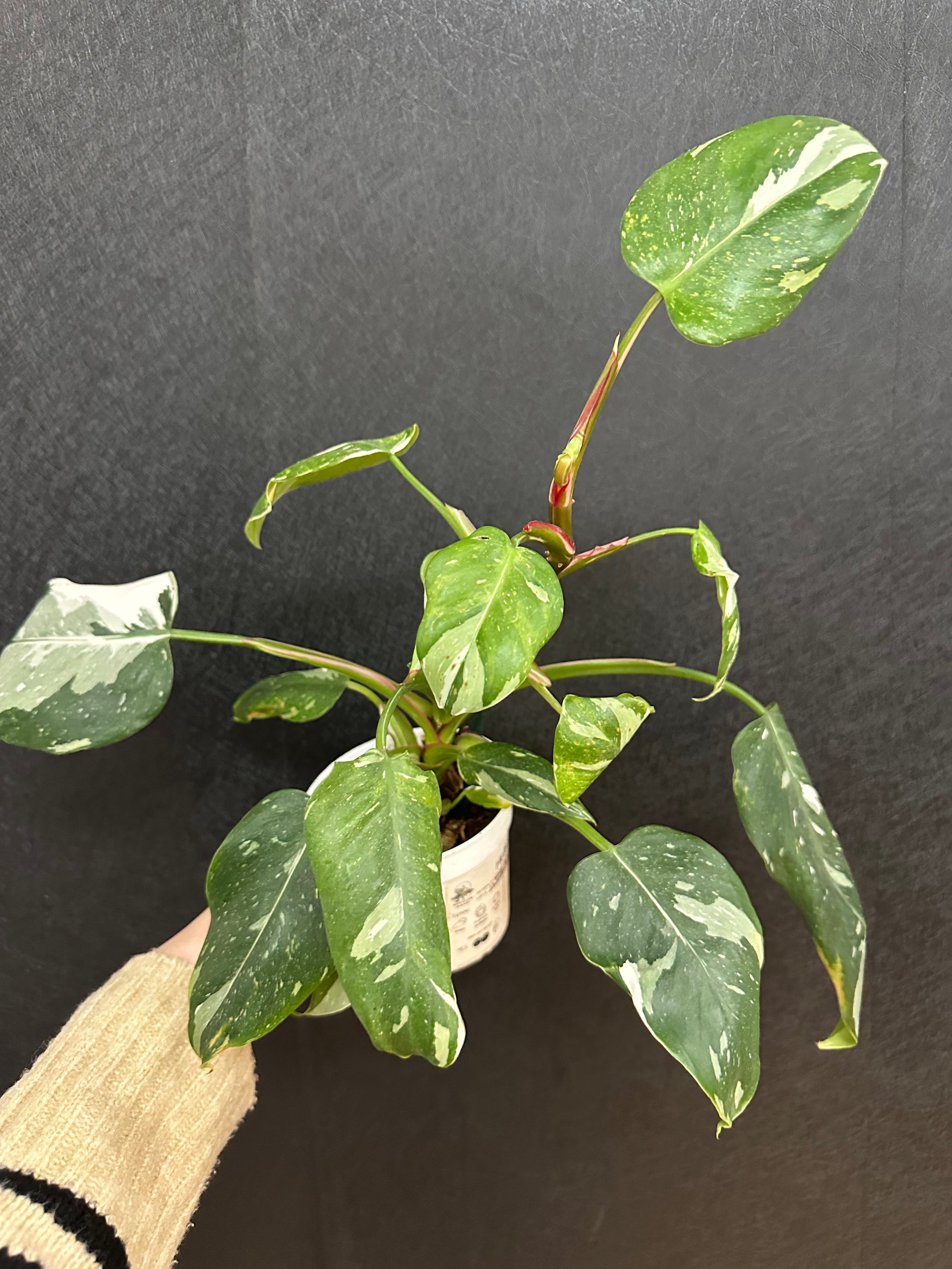 philodendron white princess marble White Princess Marble Galaxy 4in Philodendron- large – Blossom + Branch  Houseplants