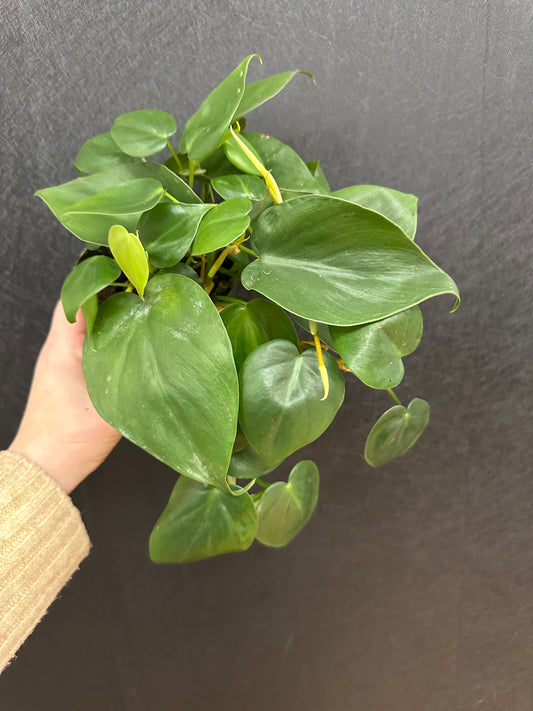 Philodendron Heartleaf 4in