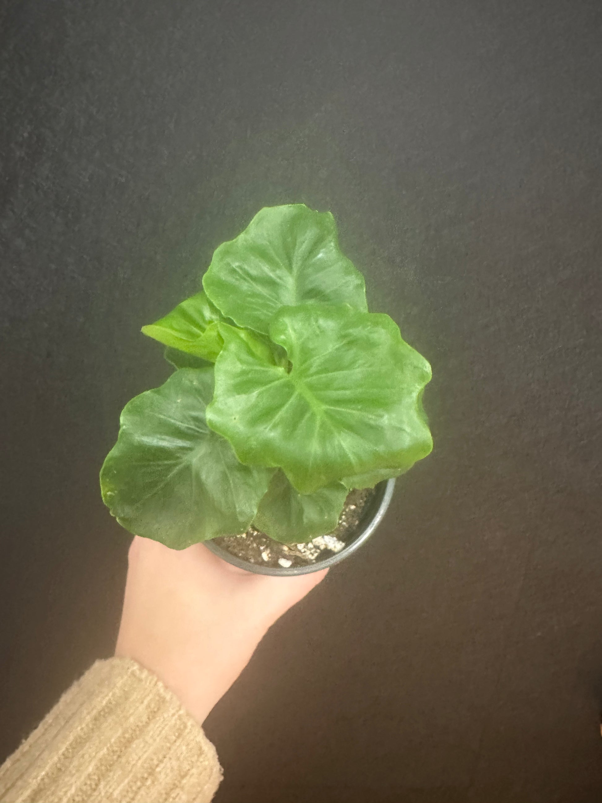 atom philodendron Philodendron Atom 4in – Blossom + Branch Houseplants