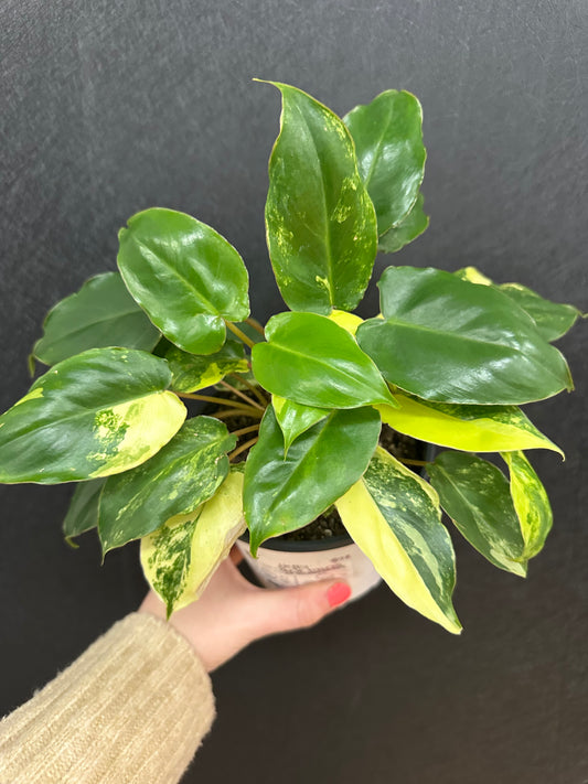 Burle Marx Variegated Philodendron 5in