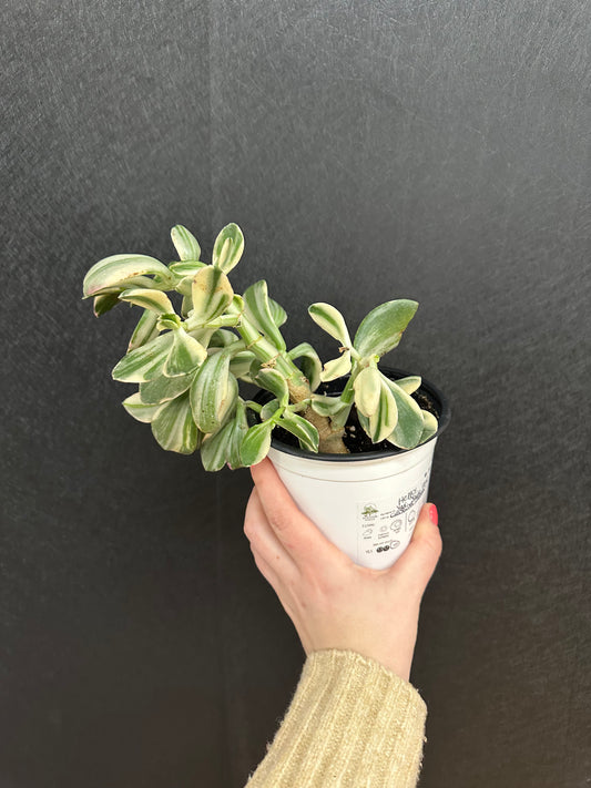 Variegated Jade 5in