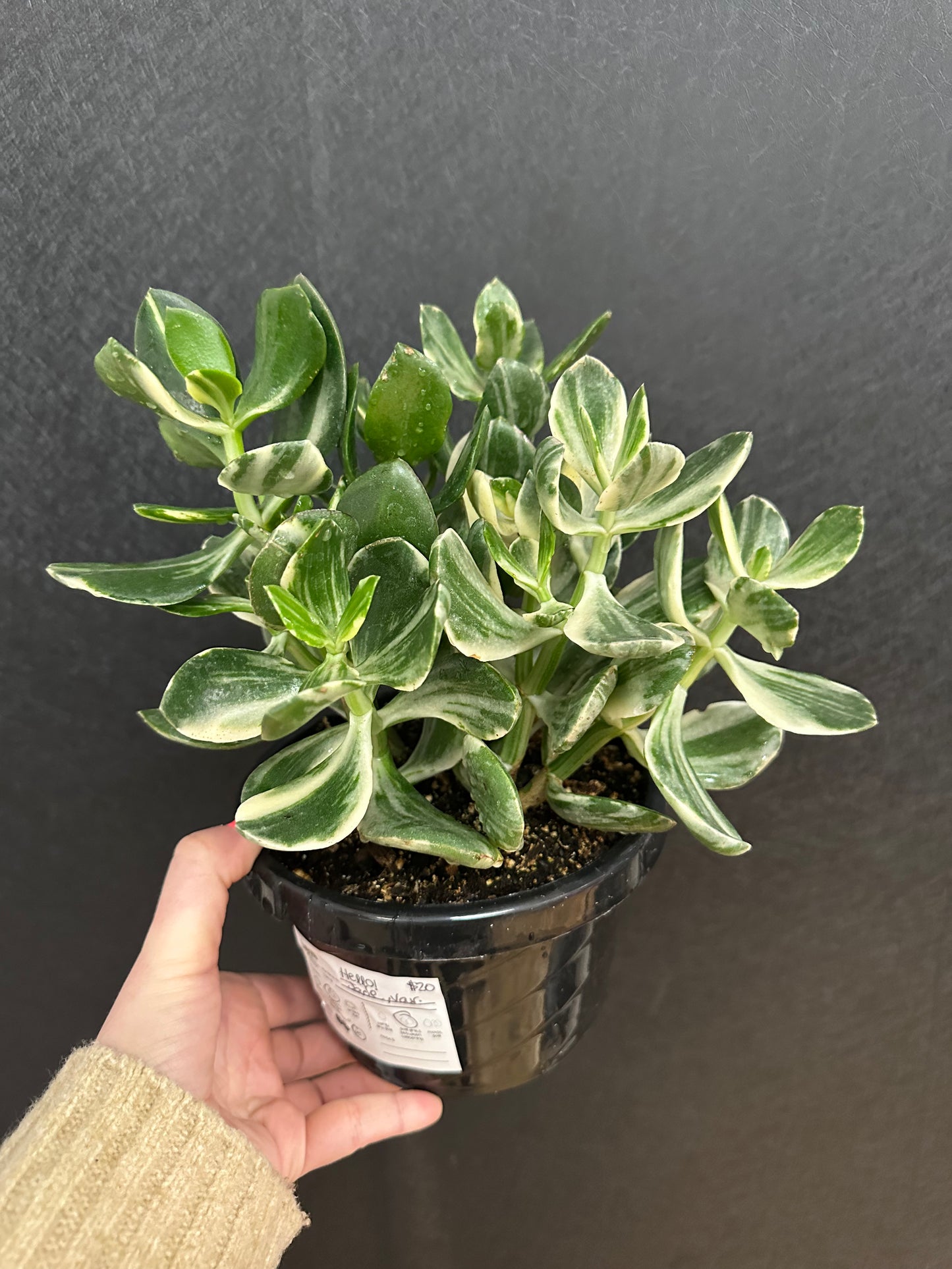 Variegated Jade 6in