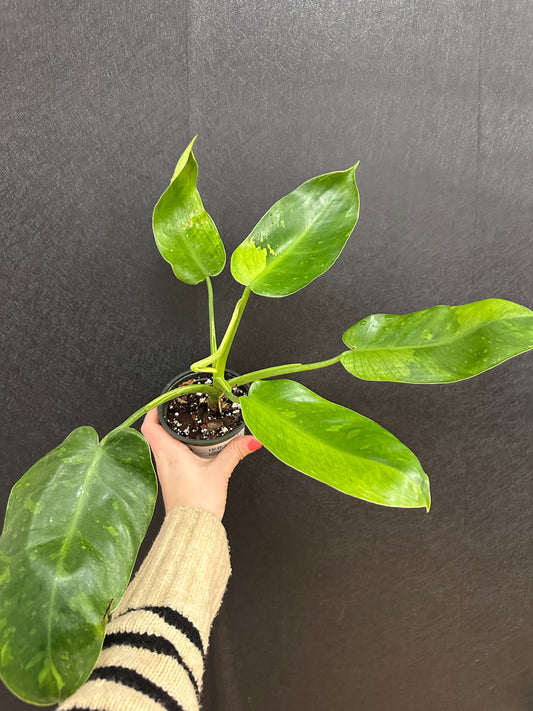 Philodendron Jose Buono 4in