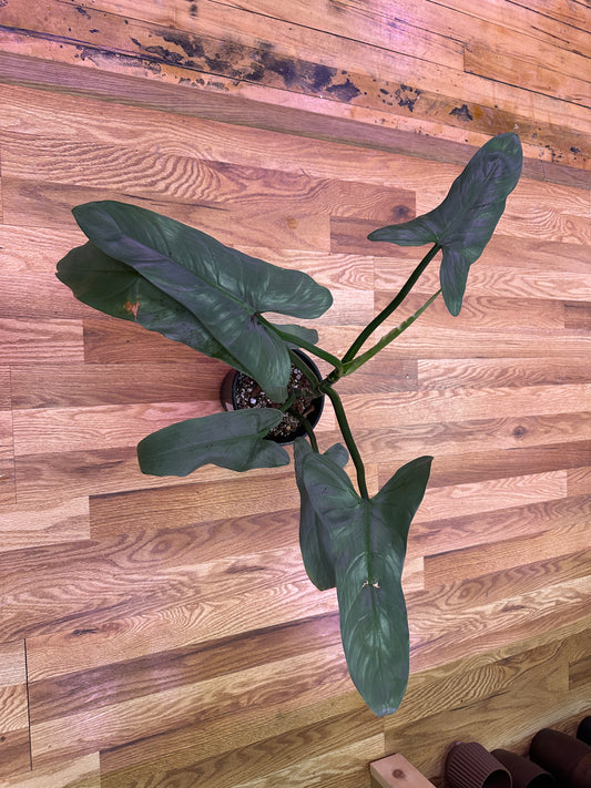 Philodendron Silver Sword 6in