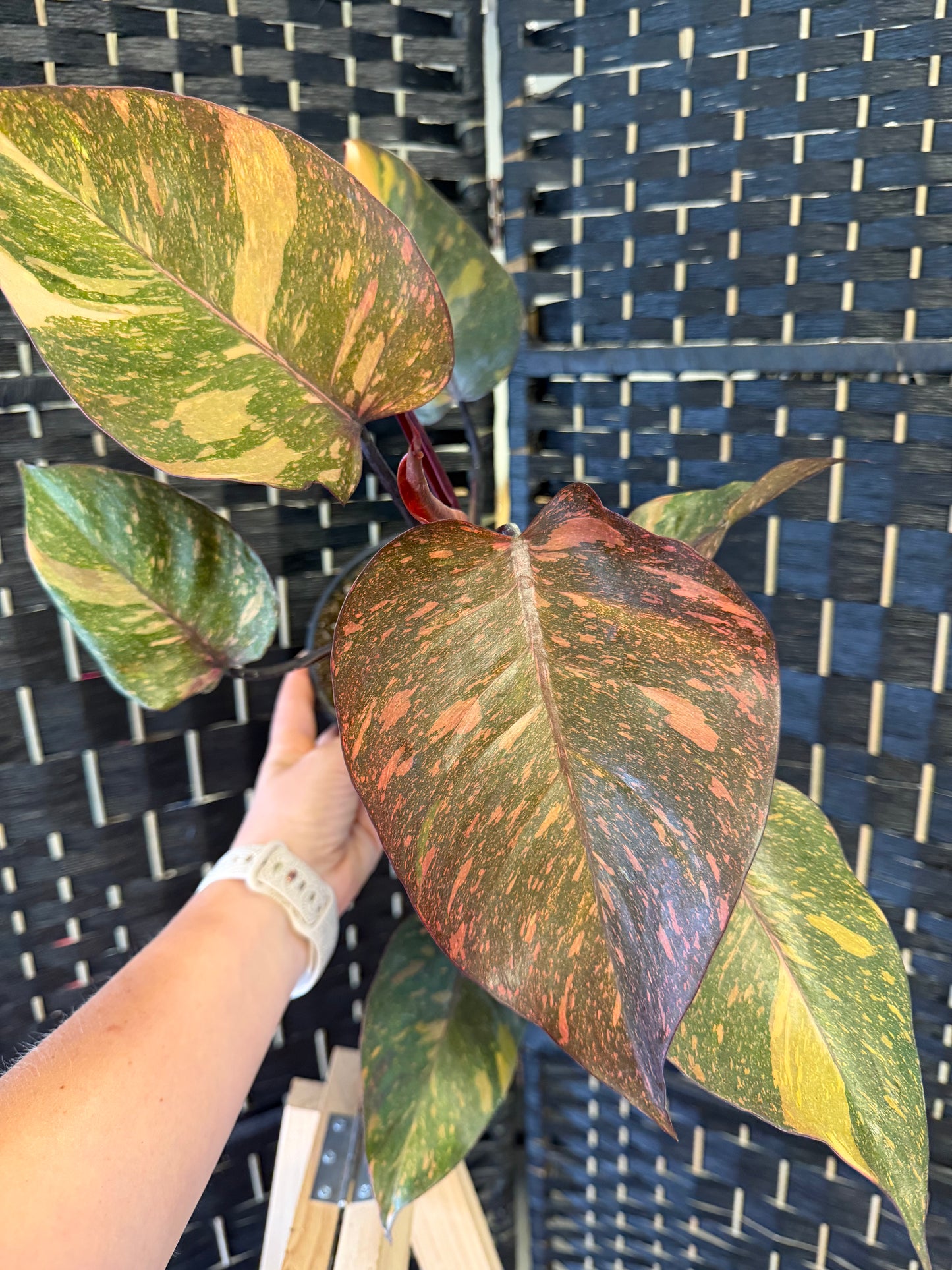 Philodendron Orange Princess, 6in