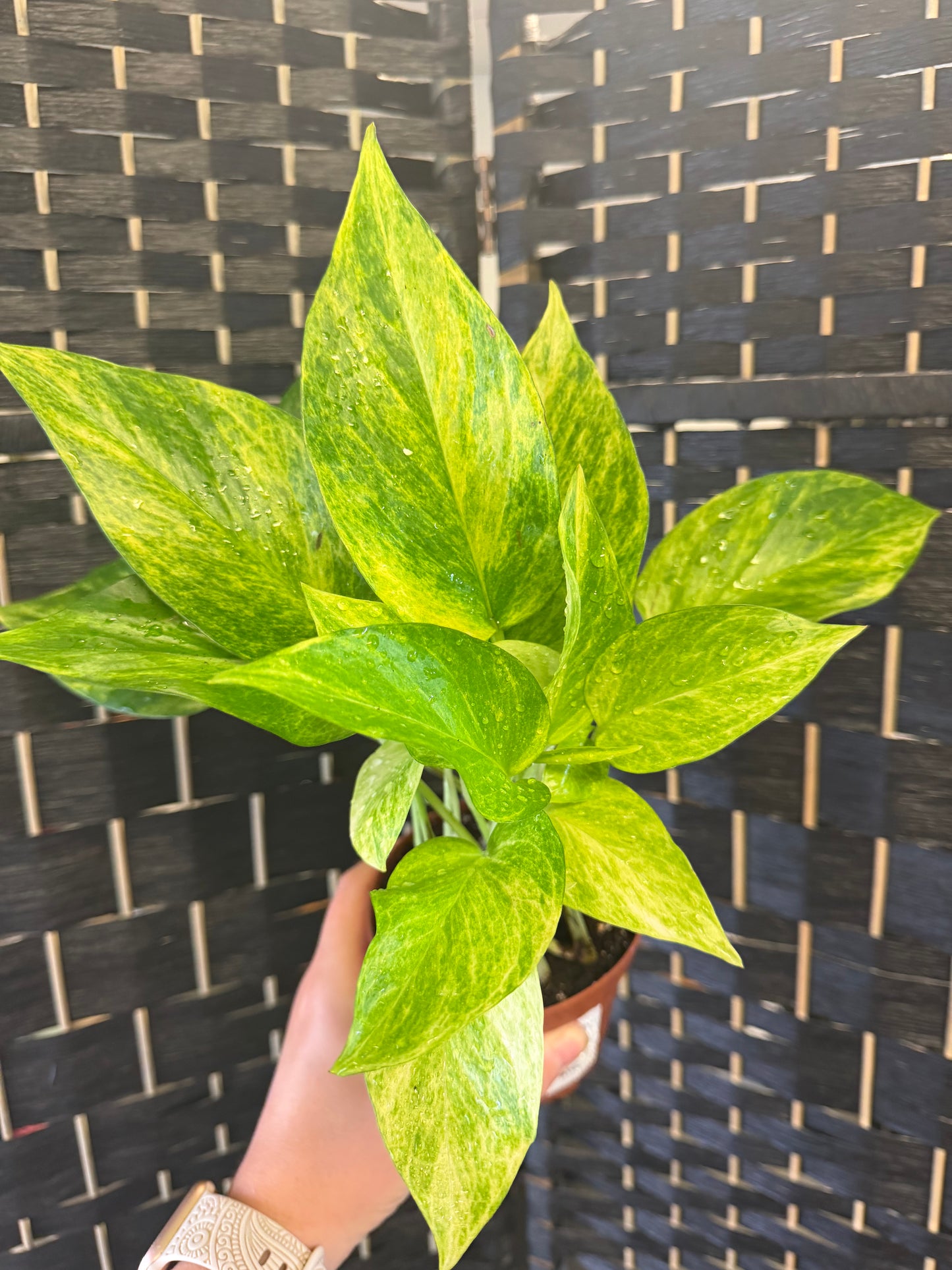 Neon Queen Pothos 4in