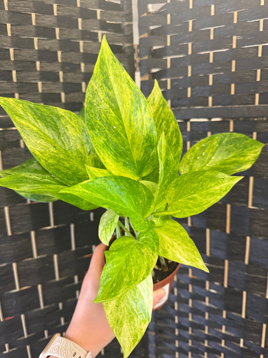 Neon Queen Pothos 4in