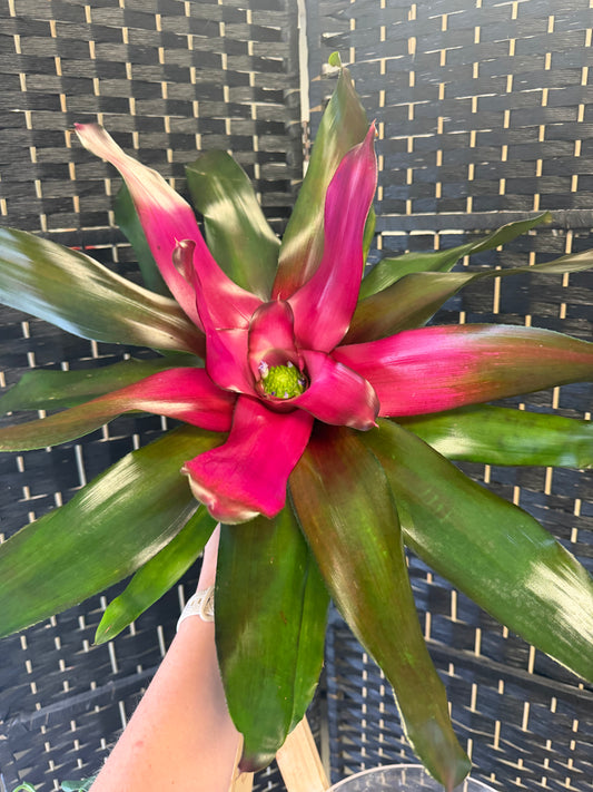 Donna Bromeliad 6in