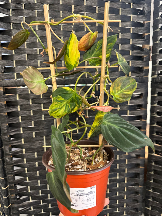 Philodendron Micans, Variegated 6in