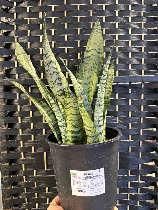 Zeylanica Snake 8in short
