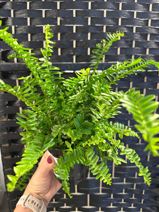Western Queen Fern 4in