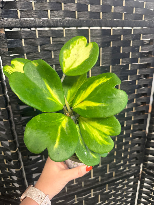 Kerri Hoya Vine, Variegated 4in