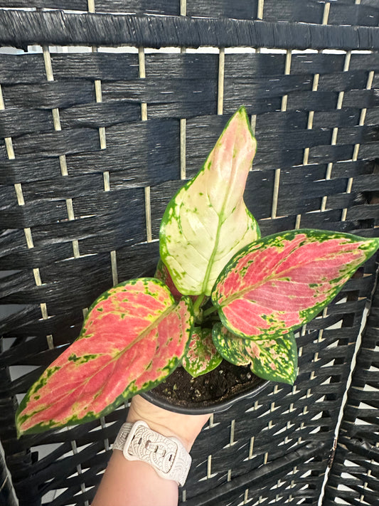 Hongyan Aglaonema 4in