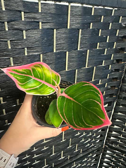 Khanza Aglaonema 4in
