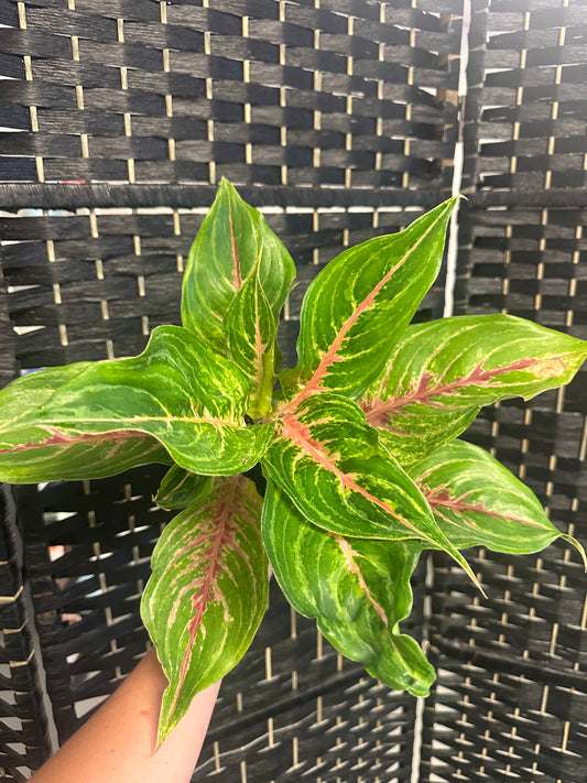 Mahanakorn Aglaonema 4in