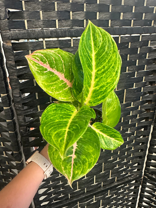 Mahasombat Aglaonema 4in