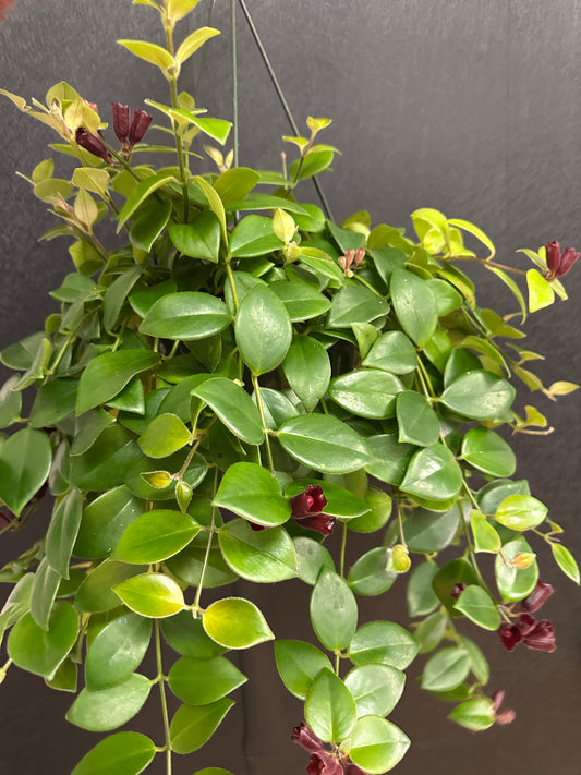 Lipstick Plant- 8in hanging