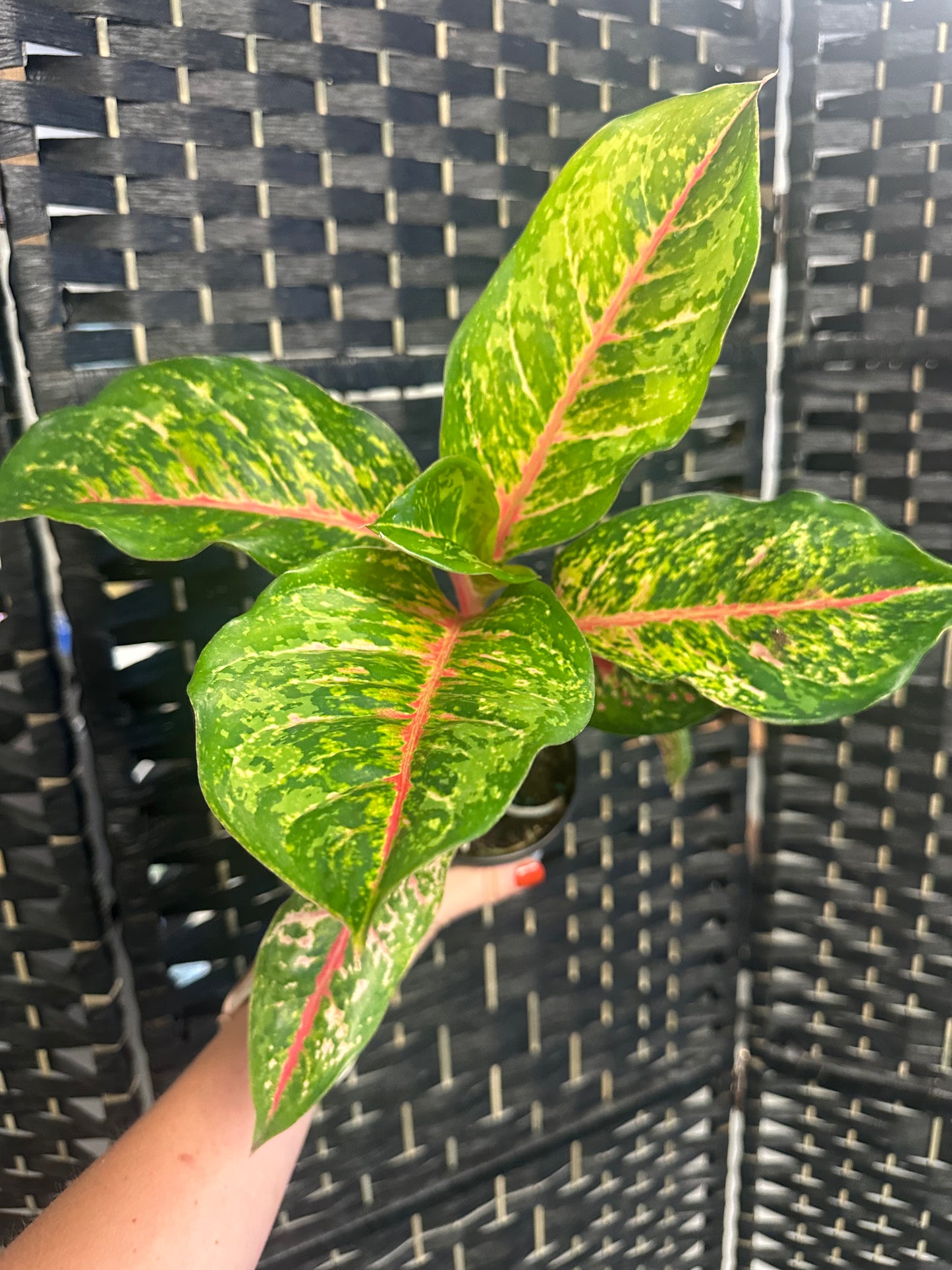Miss Thailand Aglaonema 4in