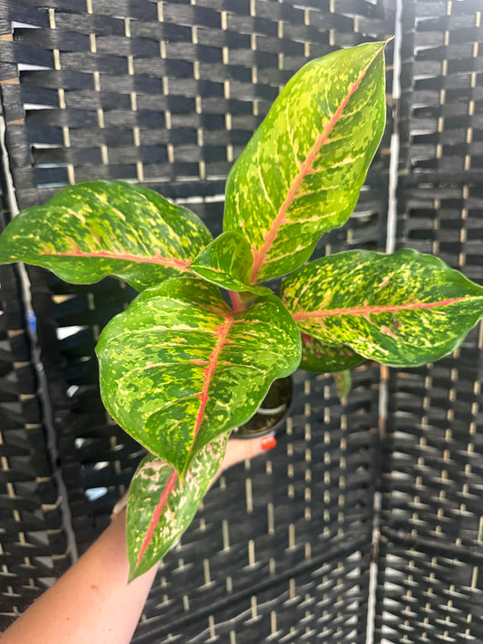 Miss Thailand Aglaonema 4in