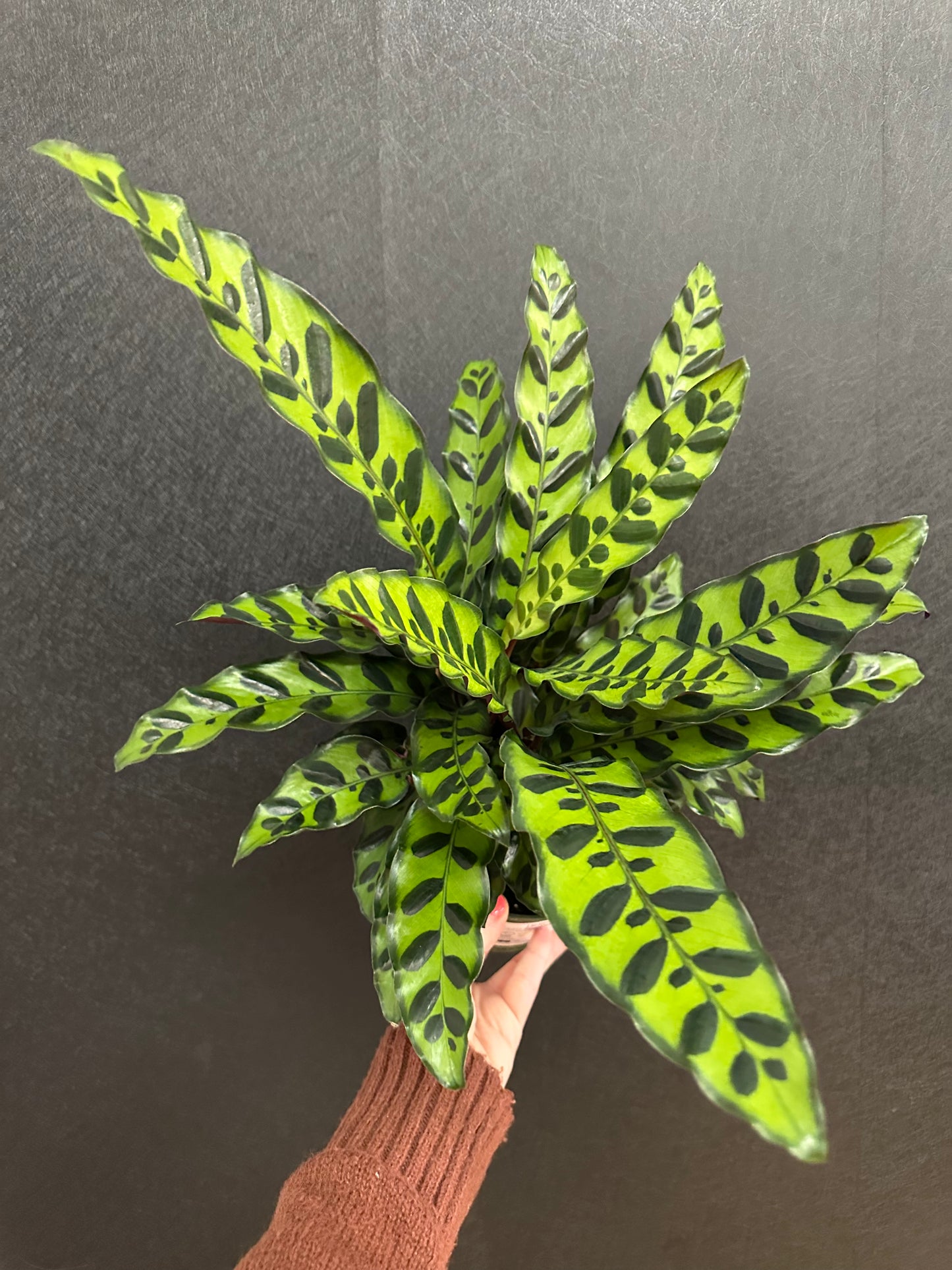 Rattlesnake Calathea 6in