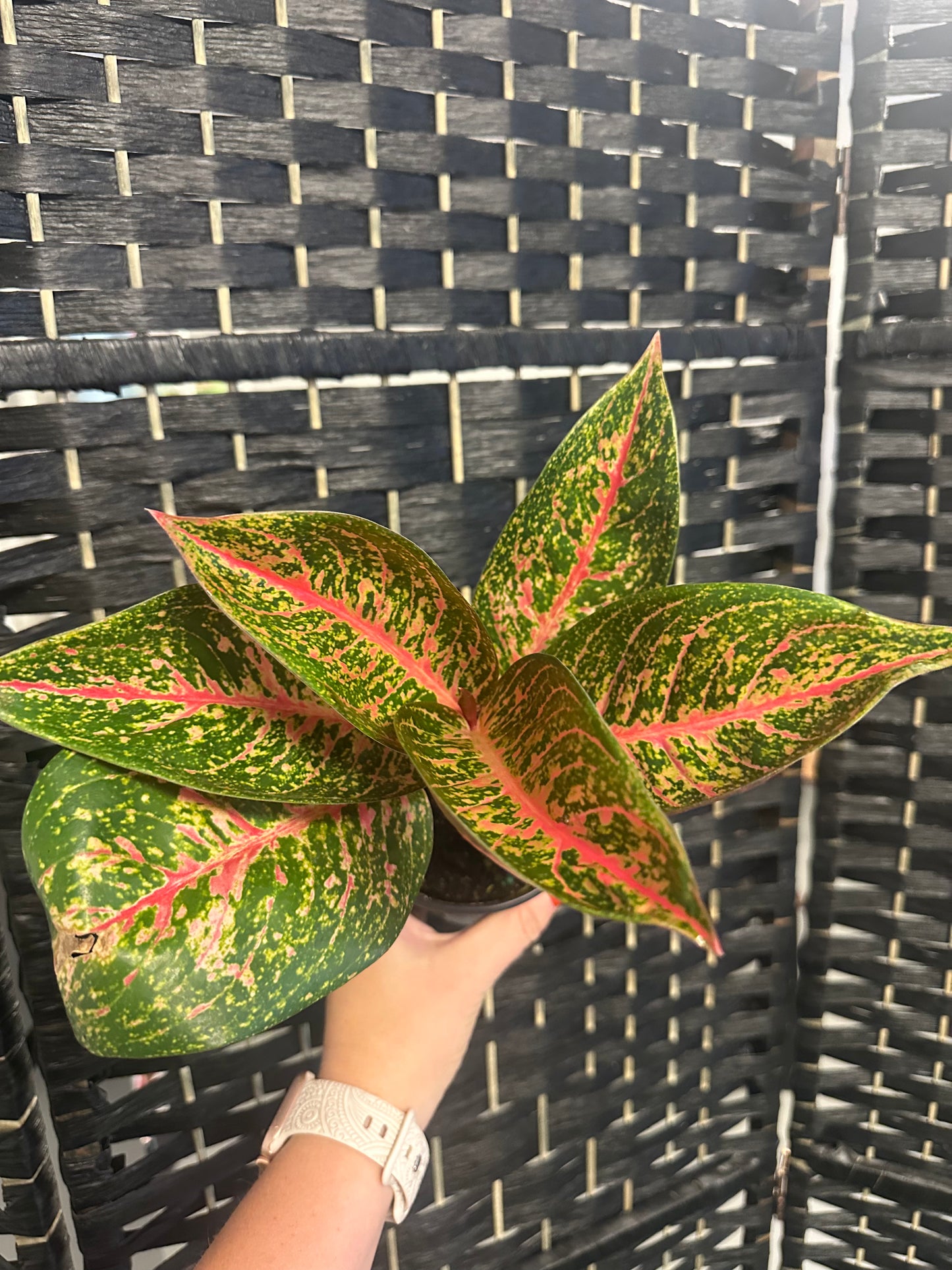 Red Stardust Aglaonema 4in