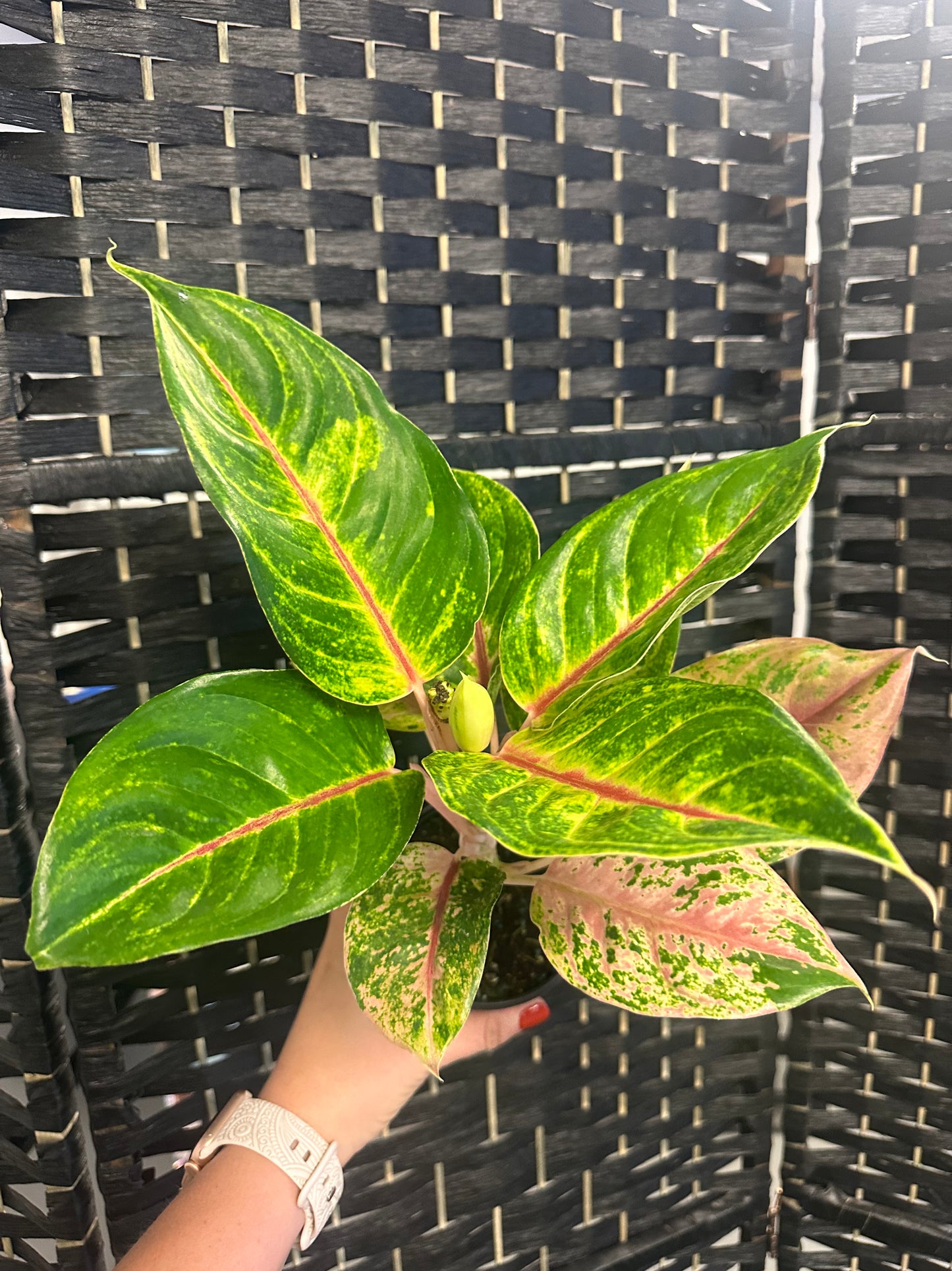 10 Karat Aglaonema 4in