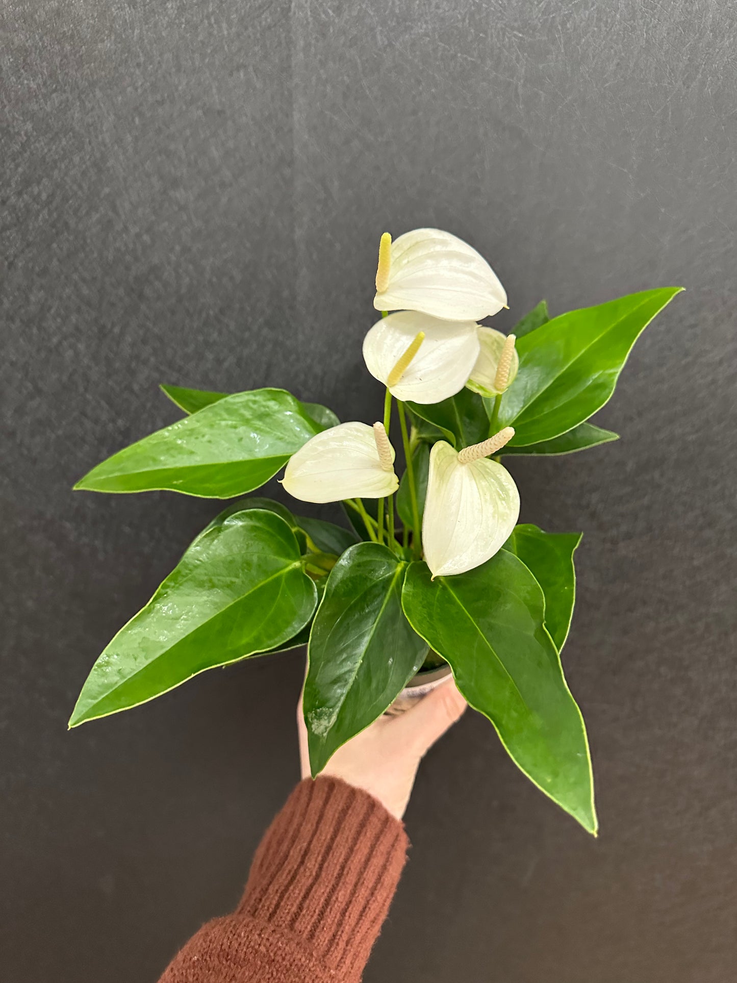 White Anthurium 4in