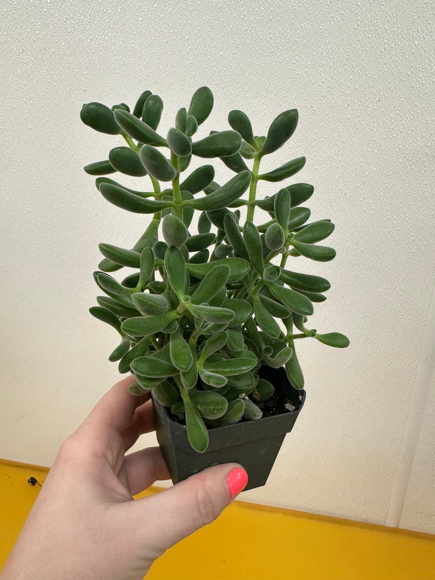 Green Bean Jade 3in