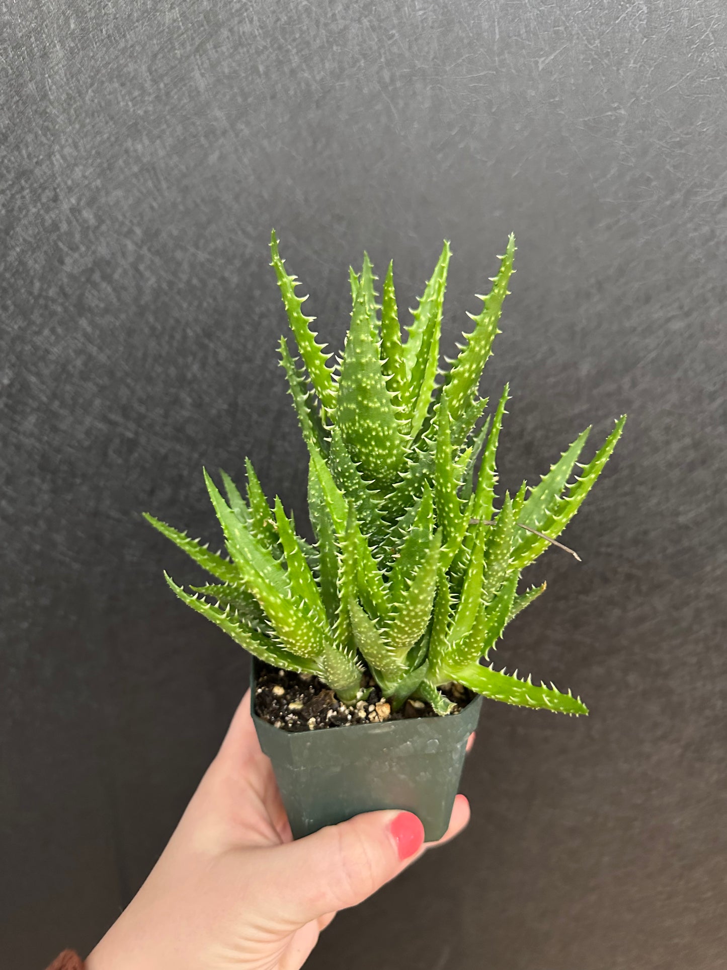 Tiger Tooth Aloe