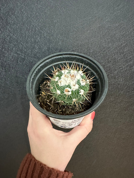 Stenocactus Cactus 4in