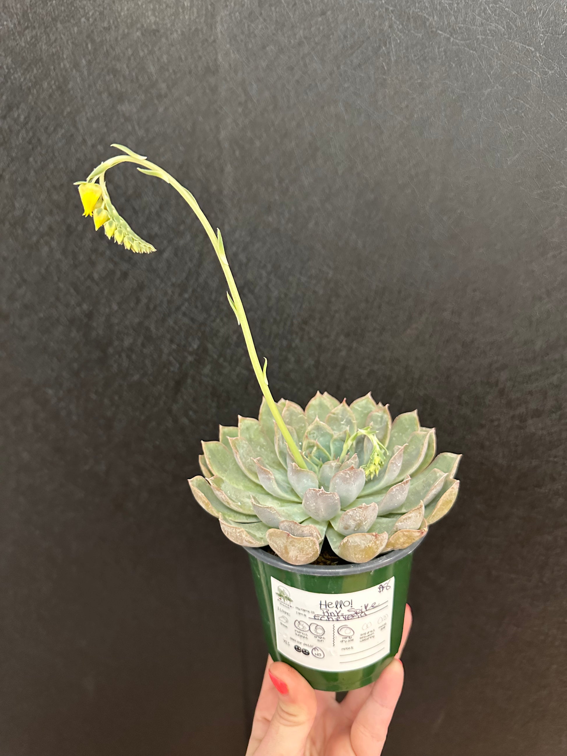 succulent spikes Pink Spike Echeveria 4in – Blossom + Branch Houseplants