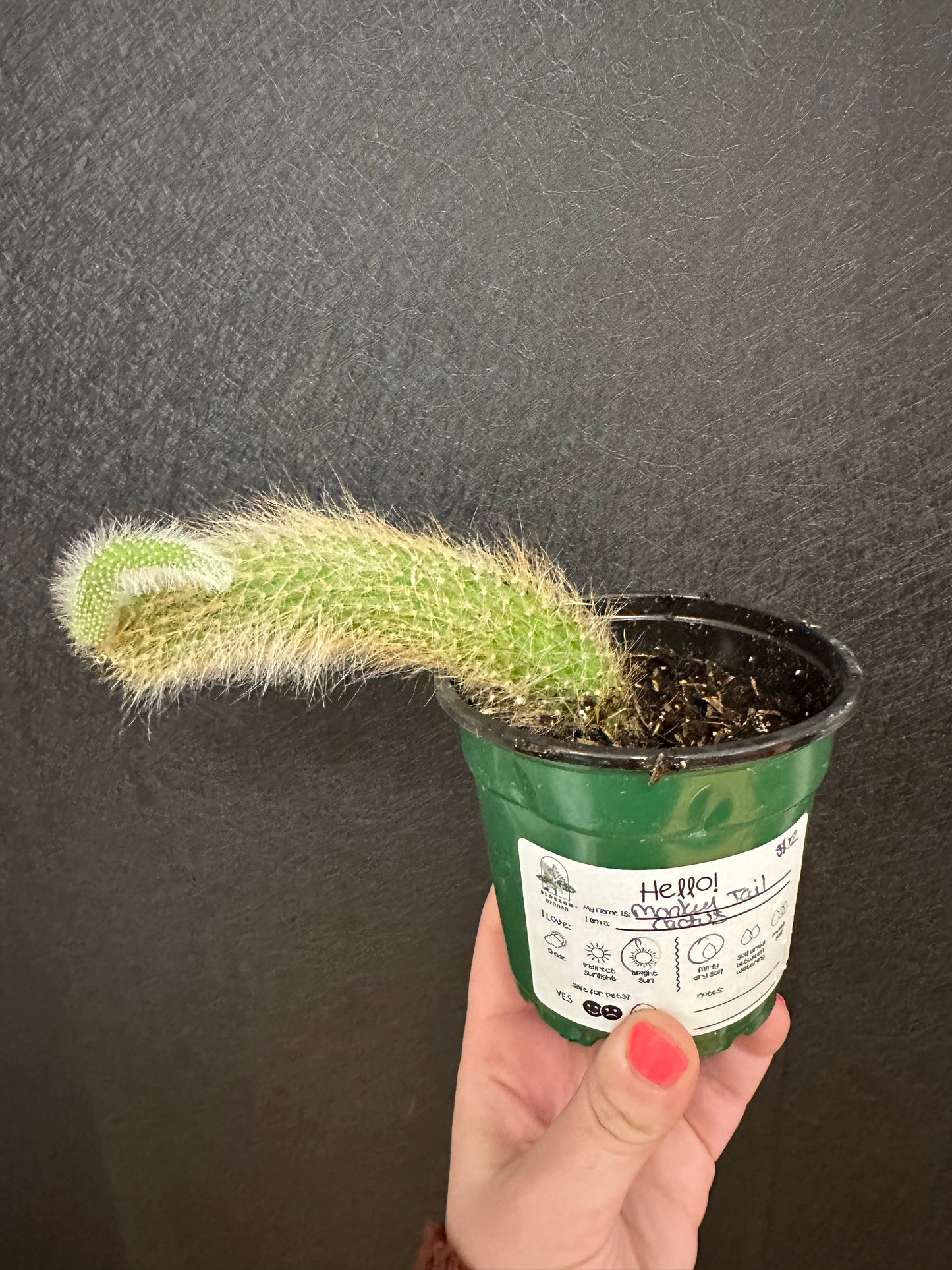 Monkey Tail Cactus 4in