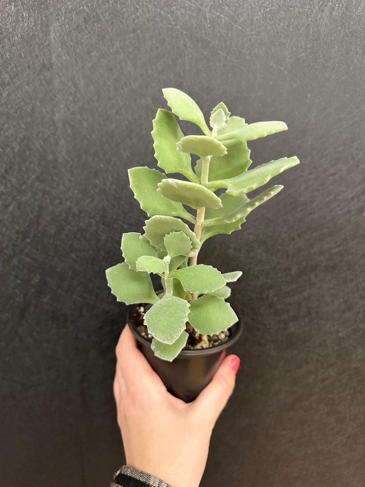 Kalanchoe Millotti 4in