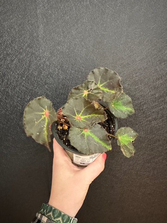 Boyfriend Begonia 4in