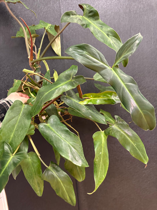Atabapoense Philodendron 5in