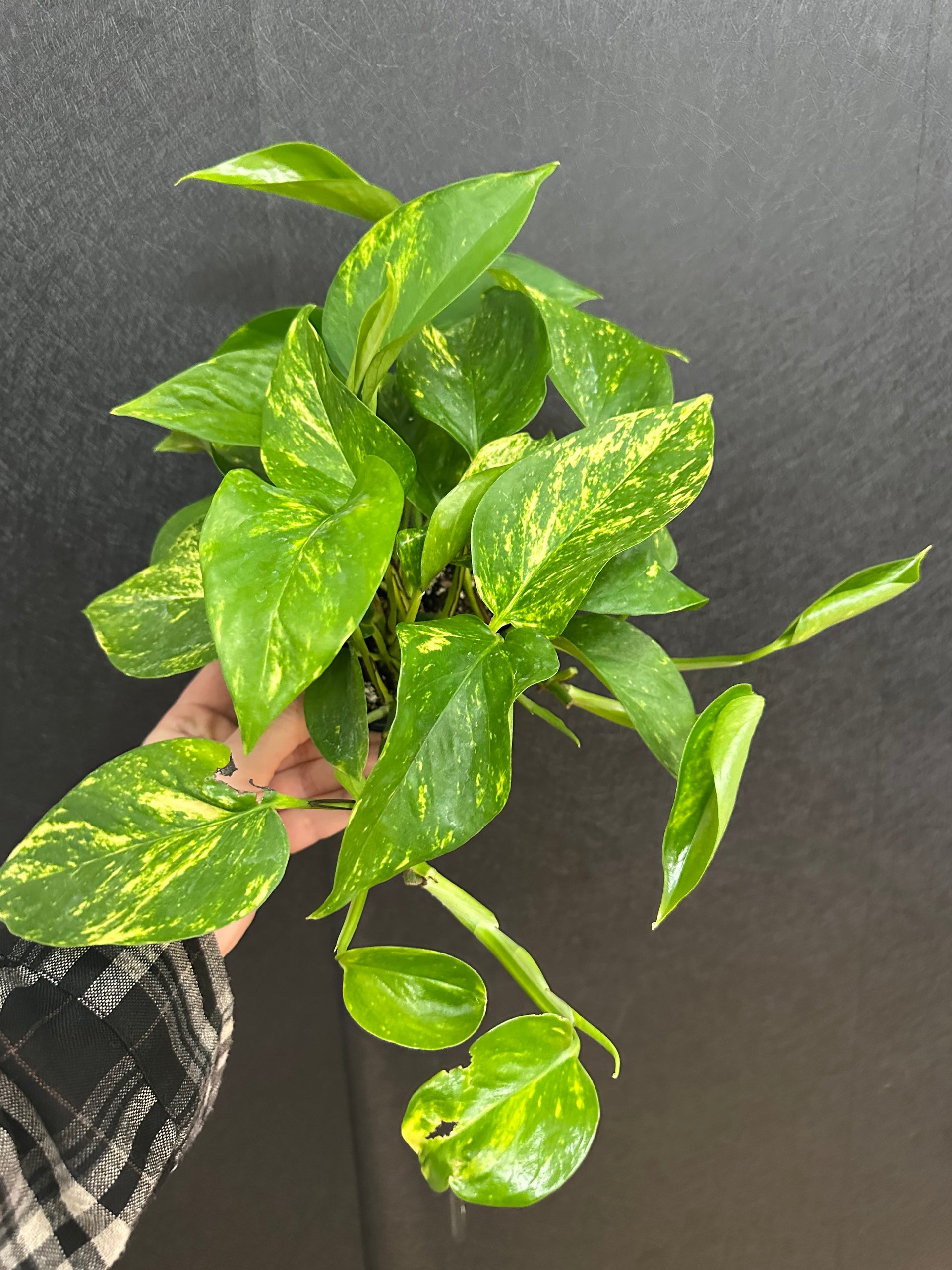 hawaiian pothos in the wild Hawaiian Pothos 4in – Blossom + Branch Houseplants