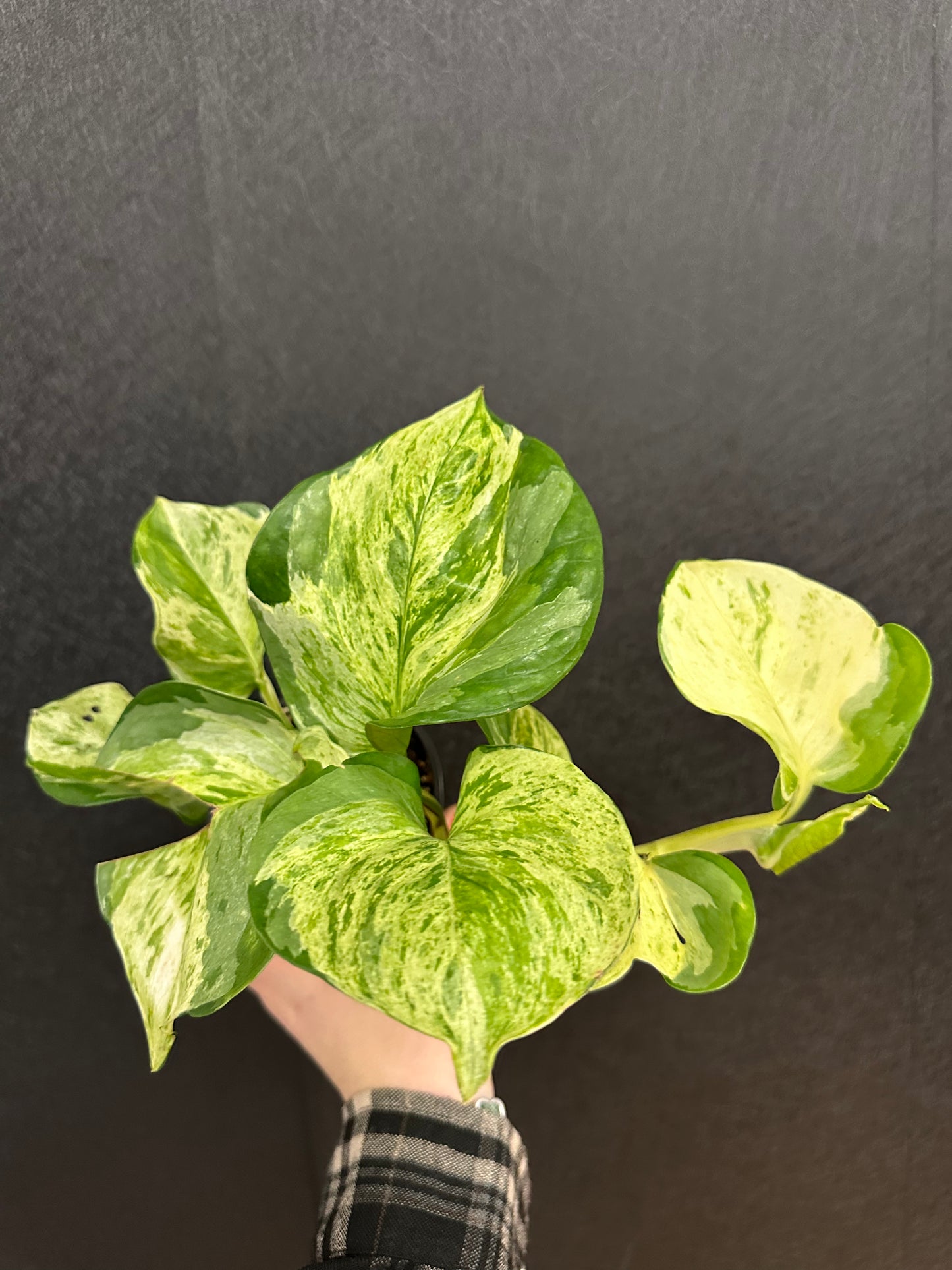 Manjula Pothos 4in