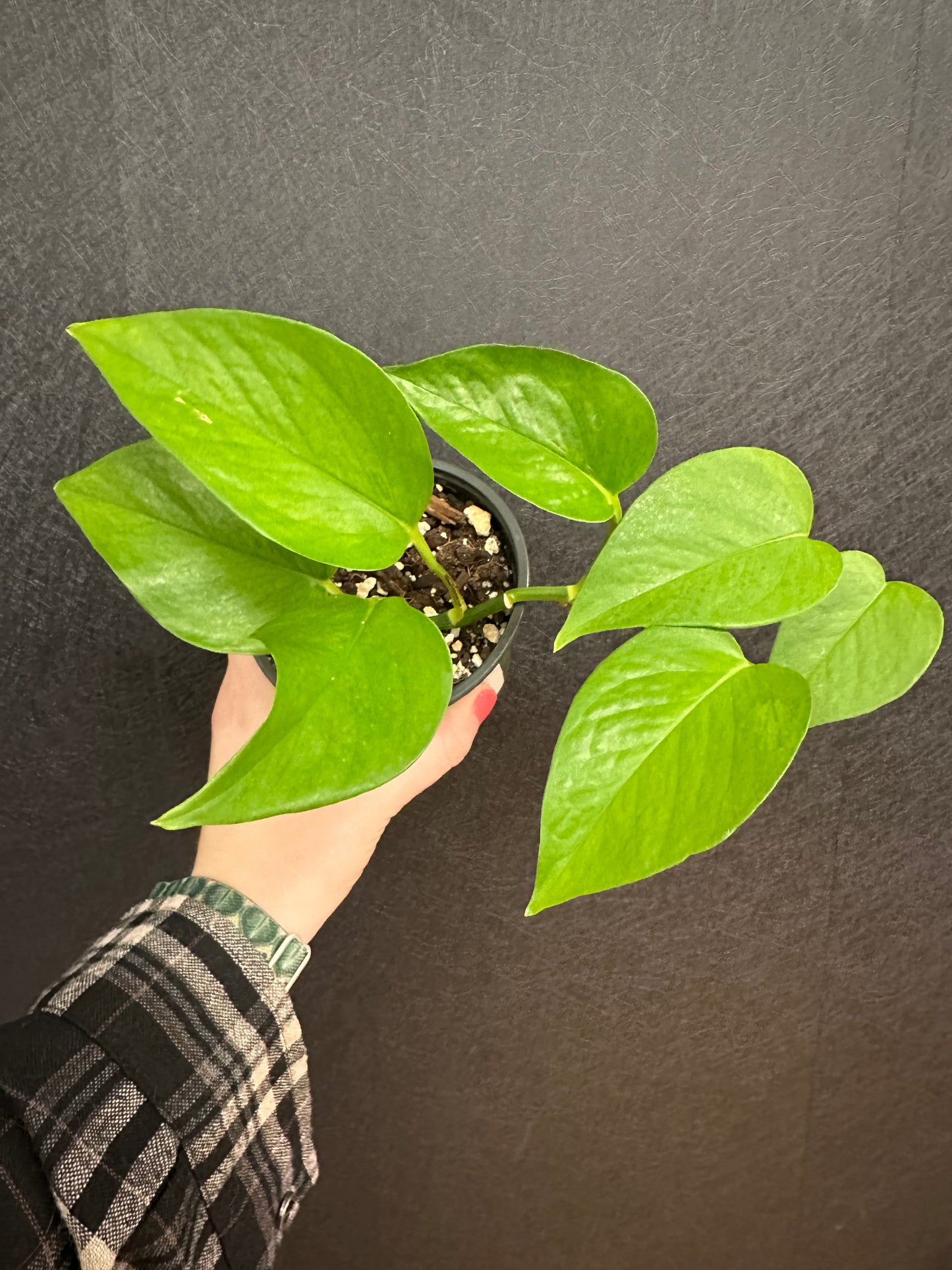 Queen Jessenia Mint Pothos 4in