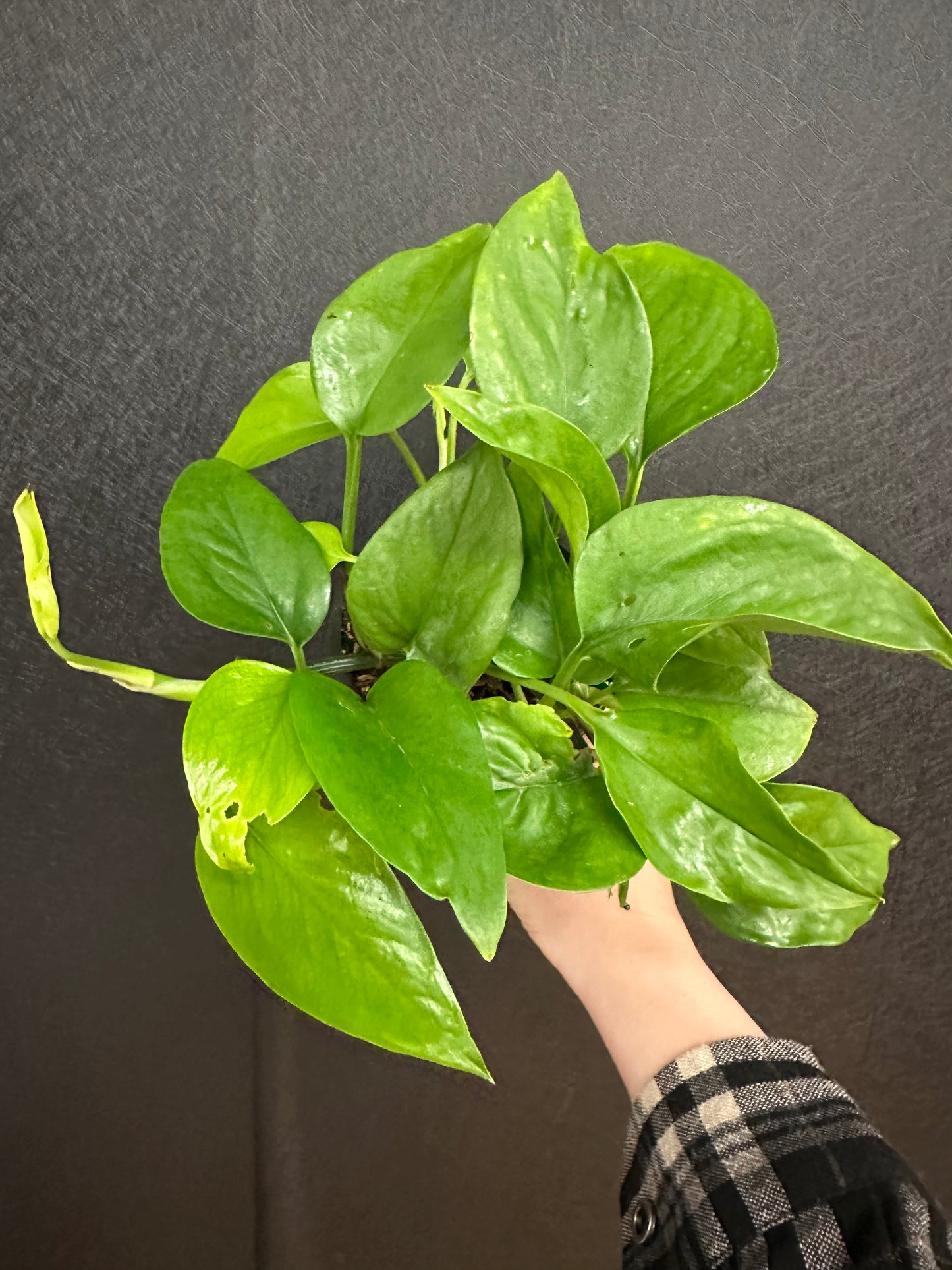 Jade Pothos 4in