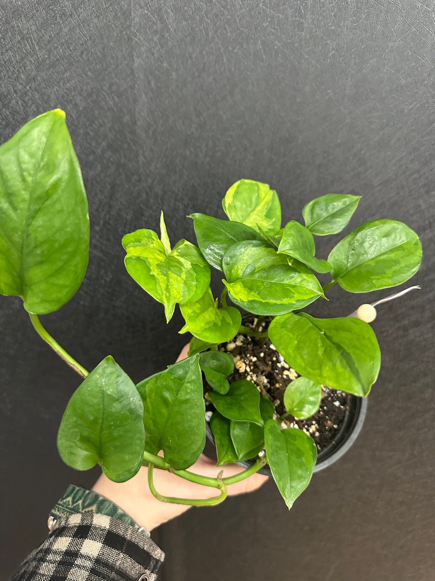 Lemon Meringue Pothos 4in