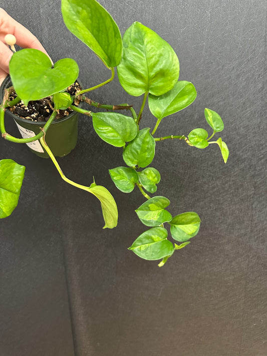 Global Green Pothos 4in