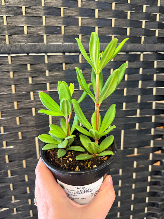 Mojo Peperomia 4in