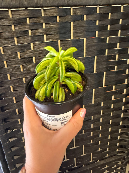 Firesparks Peperomia4in