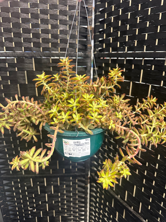 Shooting Stars Sedum 6in hanging