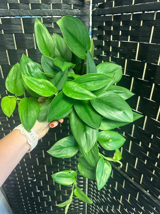 Sterling Scindapsus 6in